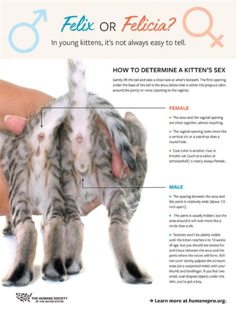 fact sheet how to determine a kitten s sex humanepro by the humane