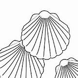 Shell Drawing Coloring Seashell Sea Tropical Getdrawings Simple sketch template
