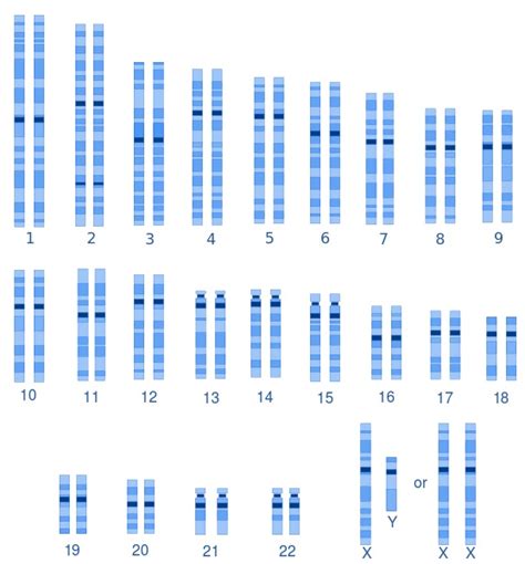 What Is The Difference Between Male And Female Karyotypes