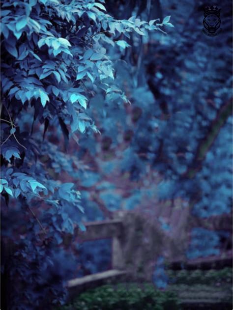 background images  editing blue img primrose