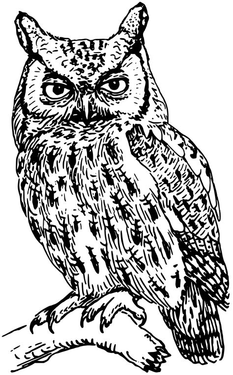 owl outline printable