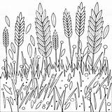 Grano Wheat Feld Barley Pagina Schwarzweiss Gerste Ryes Weizens Segale Orzo Nero Libro Rye sketch template