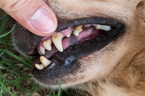 ways  clean tartar  dogs teeth glamorous dogs