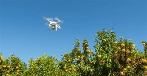 flying robo harvester picks ripe fruit set  displace humans health   news