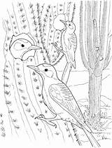 Cactus Saguaro Wren Bird Hawk Supercoloring sketch template