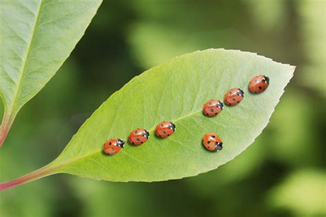 garden insect pests