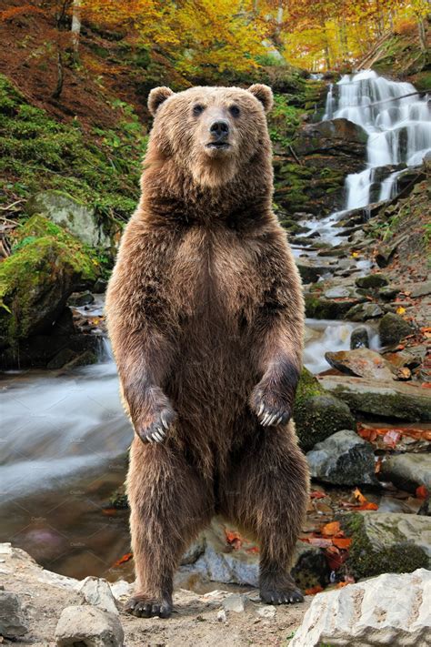 big brown bear standing   hind animal  creative market
