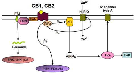 Main Signaling Pathways Activated By Cannabinoid Receptors The