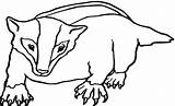 Badger Coloring Pages Printable Bucky Honey Wisconsin Badgers Getcolorings Fra Onlycoloringpages Gemt Getdrawings sketch template