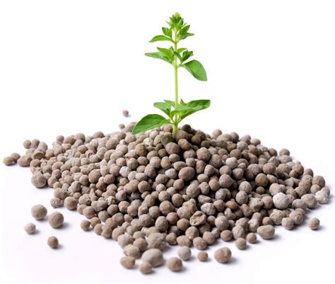 choose   evergreen fertilizer  pictures