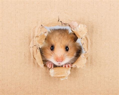 30 Cute Hamster Pictures That Will Make You Smile 2023