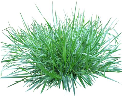 patch  grass transparent png stickpng