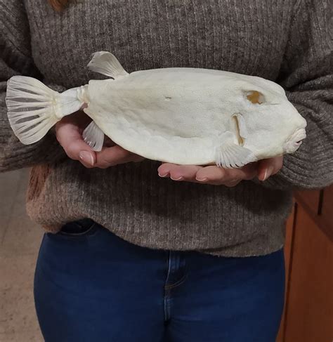 large tropical boxfish skeleton ostraciidae  catawiki