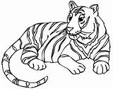Tiger Coloring Kids Pages Printable sketch template