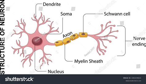 structure neuron nerve cell neuron anatomy stock vector royalty   shutterstock