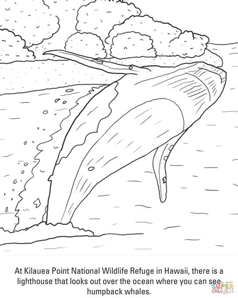 humpback whale drawing  getdrawings