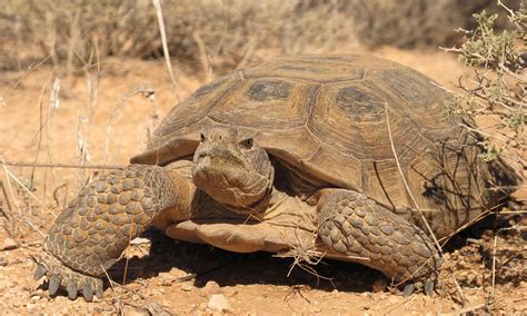 tortoises defenders  wildlife