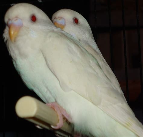 sexing lutino and albino budgies backyard chickens learn how to raise