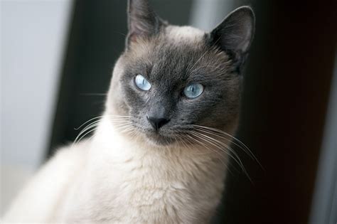 thai cat blue eyes · free photo on pixabay
