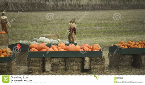scarecrows  pumpkins stock photo image  america agriculture