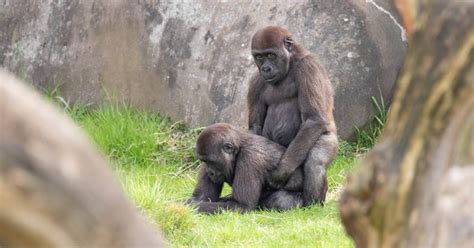 heel engeland smult van seksende gorillas  blijdorp rotterdam adnl