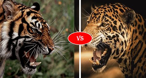 Bengal Tiger Vs Jaguar Fight Comparison Who Will Win