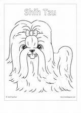 Tzu Shih Coloring Pages Cute Maltese Template sketch template