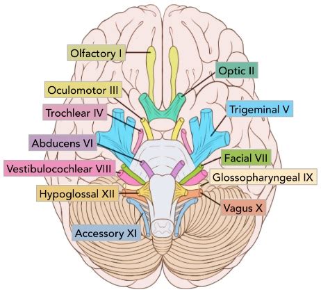 mnemonic  cranial nerves dirty