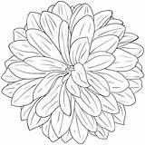 Dahlia Clipart Flower Flowers Sketch Clip Dahlias Coloring Pages Vector Outline Drawing Cliparts Line Library Online Floral Drawings Doodle Book sketch template