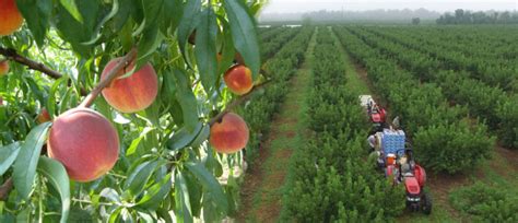 The Freshest Farm Peaches In Georgia Are Found At These 9 Spots