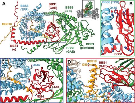structure   human bbsome core complex elife