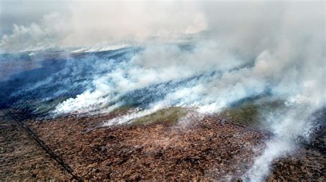 restorasi gambut  mampu cegah kebakaran hutan