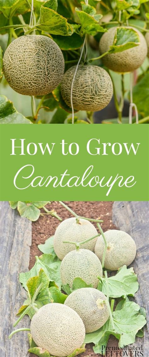 grow cantaloupe   garden  seed  harvest