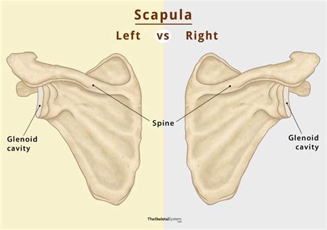 scapula shoulder blade anatomy location labeled diagram