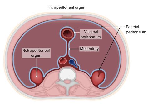 intriguing facts  visceral peritoneum factsnet