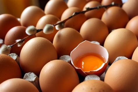 mitos  verdades sobre ovos  diferencas entre ovos organicos