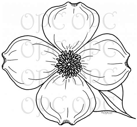 dogwood drawing images     drawings
