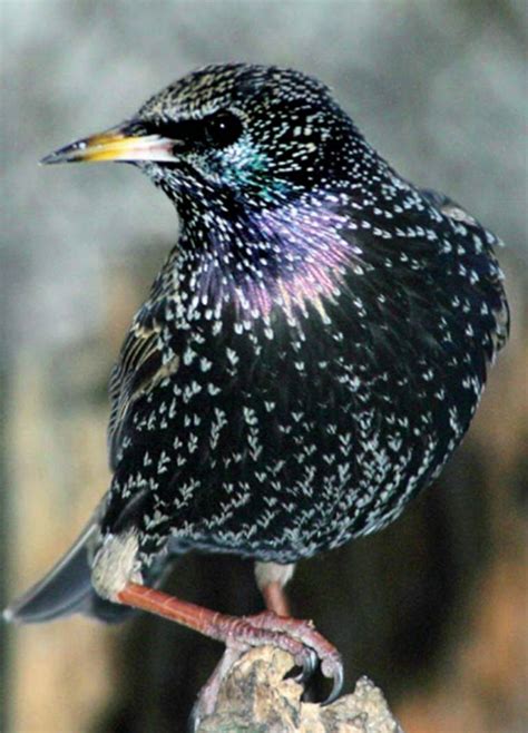 common starling alchetron   social encyclopedia