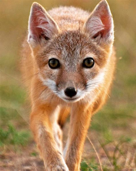 swift fox vulpine jackal beautiful creatures beautiful images