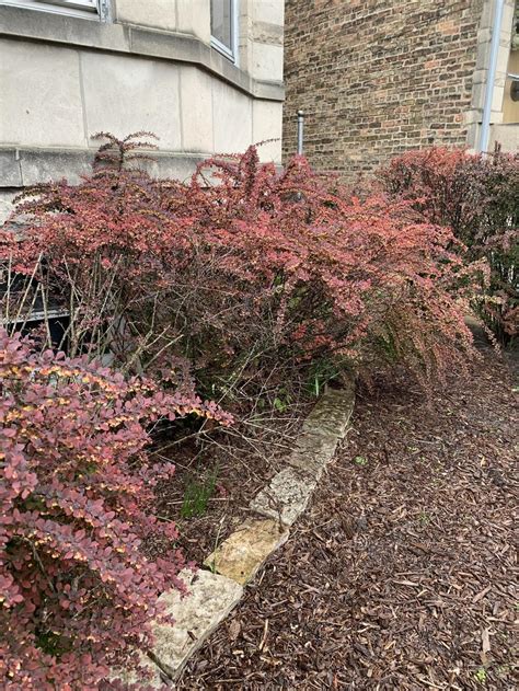 need help id this flowering red bush in the plant id forum