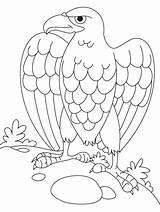 Eagle Mexican Getdrawings Drawing Bald sketch template