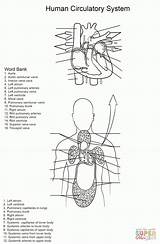 Circulatory System Coloring Worksheet Human Pages Printable Kids Cardiovascular Diagram Worksheets Yulia Anatomy Print School Popular Drawing Puzzle sketch template