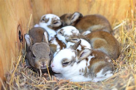 baby rabbits called  adorable answer pet keen