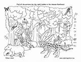 Hidden Rainforest Printable Coloring Amazon Pages Find Object Puzzles Objects Kids Printables Drawing Search Worksheets Halloween Easy Layers Print Ll sketch template