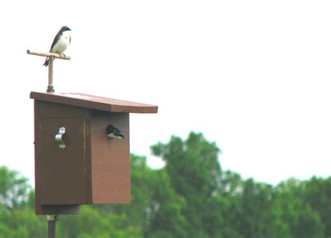 nest boxes  tree swallows   build  buy