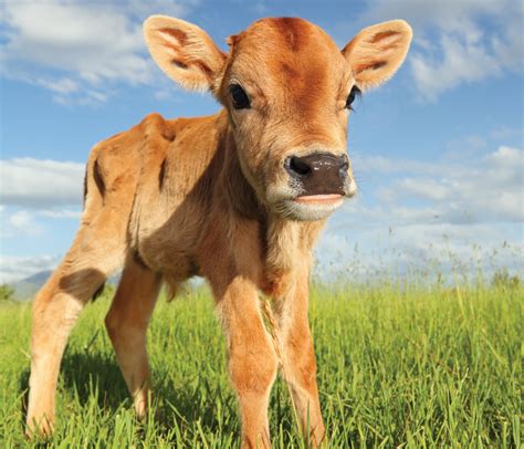 beef  vaccinating young calves manitoba  operator