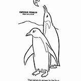 Penguin Coloring Emperor Fishing Fish Hunting Two Ice Rockhopper Drawing Hole Through Kids Color sketch template