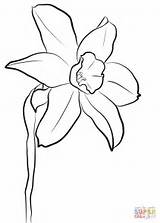 Daffodil Coloring Pages Drawing Printable Daffodils Flower Silhouette sketch template