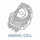Vector Cell Animal Illustrations Centriole Structure Premium Sketching Schematic Diagram Anatomy Clip sketch template