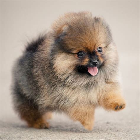 research  dogs breed miniature dog breeds miniature dogs dog breeds